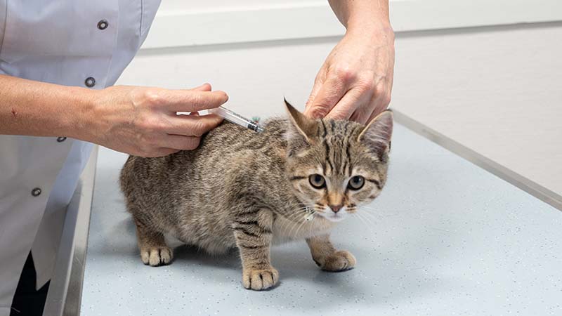 kat behandeling vaccinatie